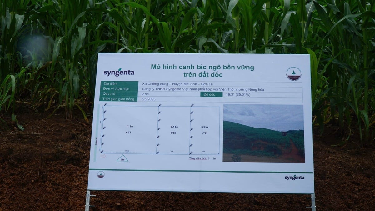 Mô hình canh tác ngô bền vững được thực hiện tại 2 điểm trên địa bàn tỉnh Sơn La. Ảnh: Đức Bình. Mô hình canh tác ngô bền vững được thực hiện tại 2 điểm trên địa bàn tỉnh Sơn La. Ảnh: Đức Bình.