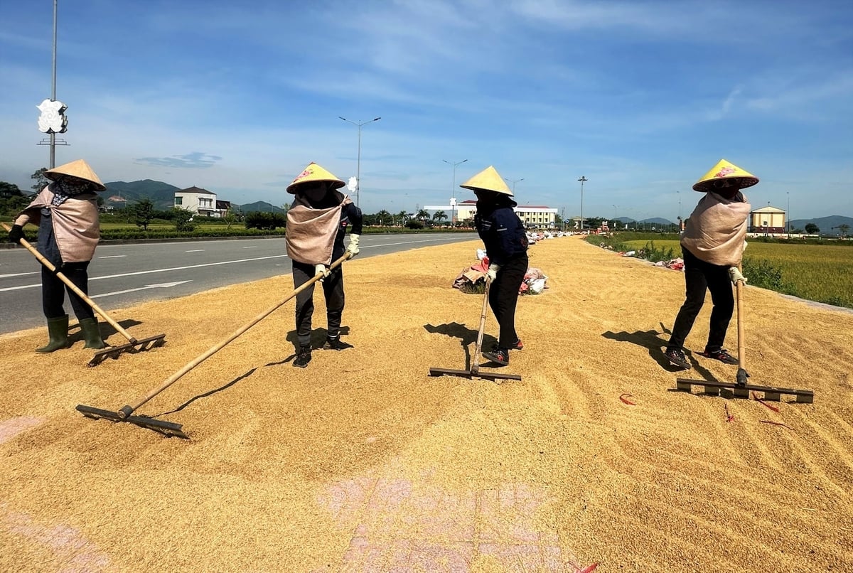 Sản lượng lúa chất lượng tại các xã Kỳ Anh, Kỳ Xuân, Kỳ Khang... tăng lên theo từng mùa vụ. Ảnh: Thanh Nga. Sản lượng lúa chất lượng tại các xã Kỳ Anh, Kỳ Xuân, Kỳ Khang... tăng lên theo từng mùa vụ. Ảnh: Thanh Nga.