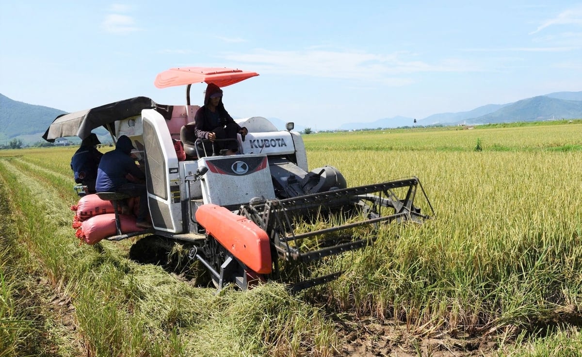 Áp dụng triệt để biện pháp kỹ thuật vào sản xuất lúa hữu cơ đem lại thu nhập cao cho người nông dân. Ảnh: Thanh Nga. Áp dụng triệt để biện pháp kỹ thuật vào sản xuất lúa hữu cơ đem lại thu nhập cao cho người nông dân. Ảnh: Thanh Nga.