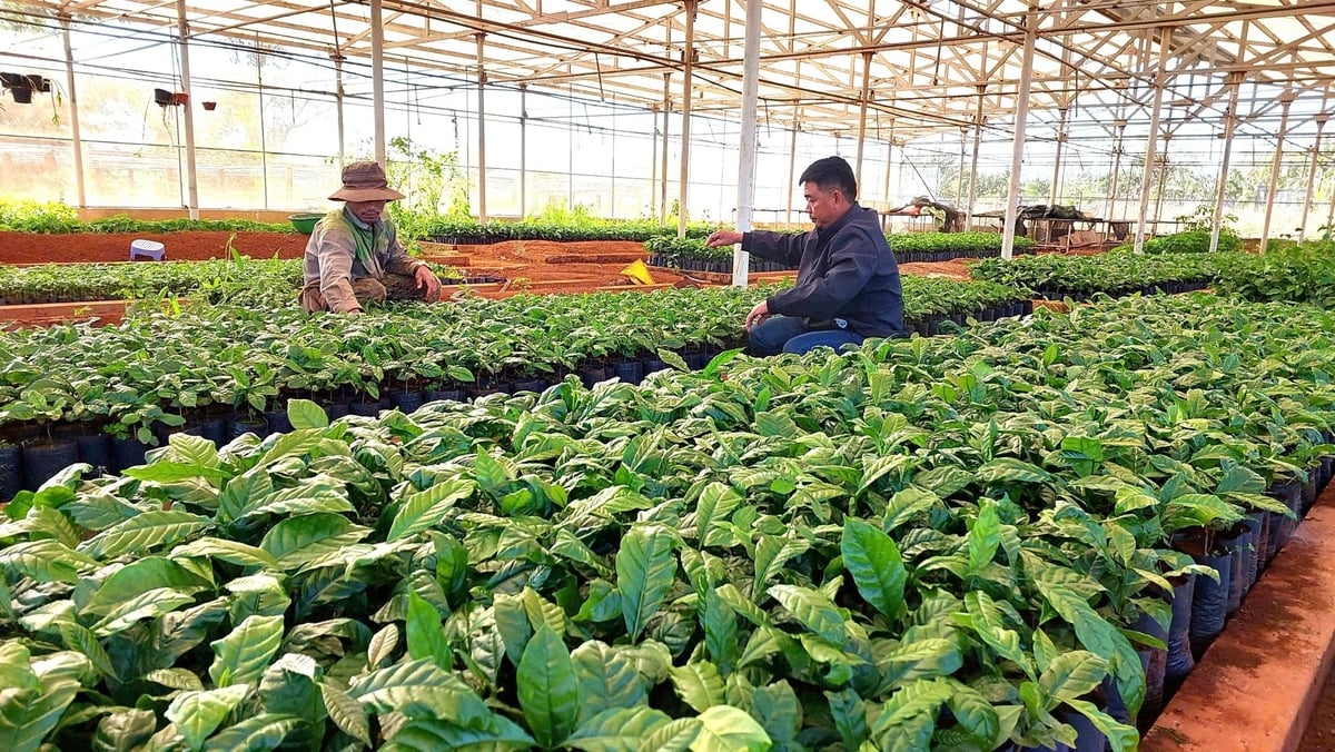 Một vườn ươm cây giống cà phê đảm bảo chất lượng. Ảnh: Đăng Lâm. 