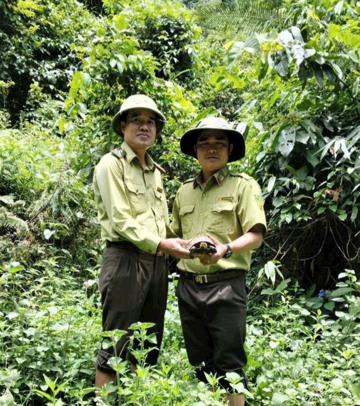 Cá thể rùa hộp trán vàng được thả về tự nhiên. Ảnh: Hữu Duy. Cá thể rùa hộp trán vàng được thả về tự nhiên. Ảnh: Hữu Duy.