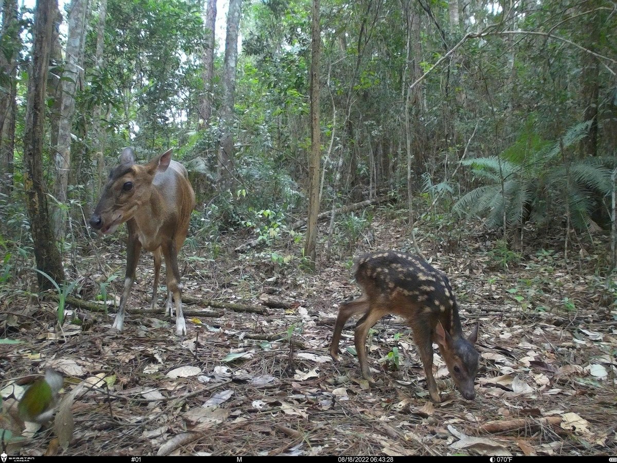A total of 109 vertebrate species in the park are considered endangered, endemic, or rare, including 41 mammals, 38 birds, 7 reptiles, 6 amphibians, and 17 fish species.