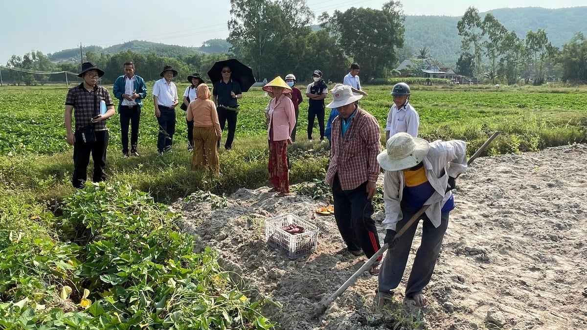 Đào khảo sát các giống khoai lang. Ảnh: DĐT. Đào khảo sát các giống khoai lang. Ảnh: DĐT.