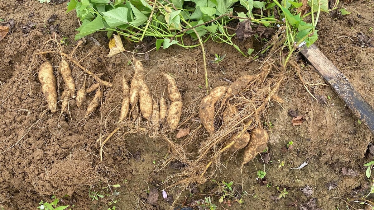 Giống khoai lang bở Bắc Giang. Ảnh: DĐT. Giống khoai lang bở Bắc Giang. Ảnh: DĐT.