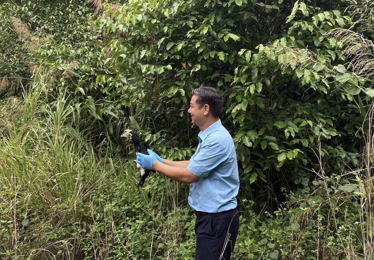 Loc Xuan Nghia, the Director of Chu Yang Sin National Park, stated that the management team monitors a variety of wildlife species, including the grey-shanked douc langur, large-antlered muntjac, etc. 