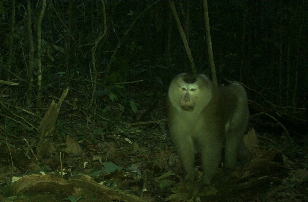 Chu Yang Sin National Park is one of the most important centers of biodiversity in the Central Highlands and in Vietnam as a whole.