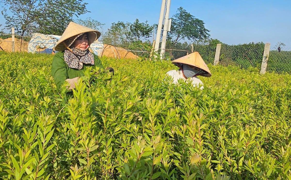 Since 2020, the cooperative has received support to develop models cultivating tea trees (Melaleuca alternifolia) and five-veined cajeput (Melaleuca quinquenervia), both imported from Australia. Photo: T. Phung.