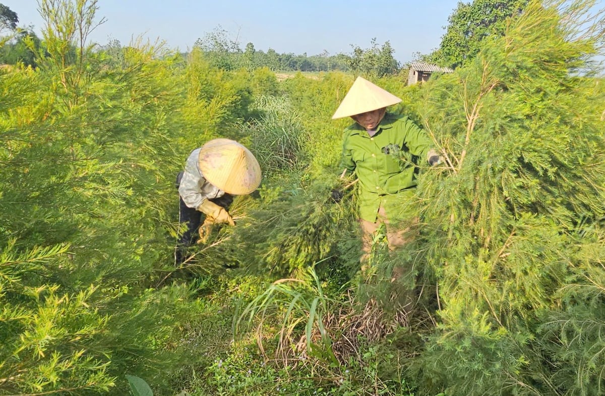 Harvesting tea tree branches and leaves. Photo: T. Phung.
