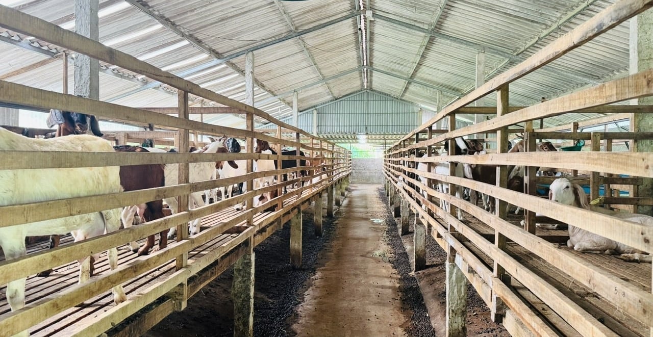 Chuồng dê có thể làm bằng tre hoặc gỗ, chiều ngang mỗi ô chuồng 1,8 m, chiều dài 2,5 m, sàn chuồng cách mặt đất từ 0,5 - 1 m. Ảnh: Ánh Nguyệt. Chuồng dê có thể làm bằng tre hoặc gỗ, chiều ngang mỗi ô chuồng 1,8 m, chiều dài 2,5 m, sàn chuồng cách mặt đất từ 0,5 - 1 m. Ảnh: Ánh Nguyệt.
