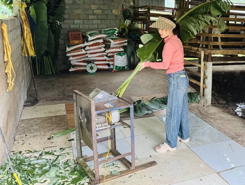 Nuôi dê nhốt chuồng rất nhàn, mỗi ngày chỉ mất 1 - 2 giờ chuẩn bị thức ăn cho dê. Ảnh: Ánh Nguyệt. Nuôi dê nhốt chuồng rất nhàn, mỗi ngày chỉ mất 1 - 2 giờ chuẩn bị thức ăn cho dê. Ảnh: Ánh Nguyệt.