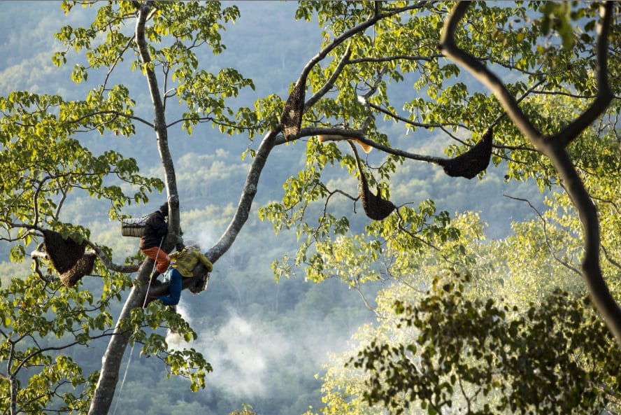 Thu hoạch mật ong hoang dã dưới tán rừng. Ảnh: CIFOR-ICRAF. Thu hoạch mật ong hoang dã dưới tán rừng. Ảnh: CIFOR-ICRAF.