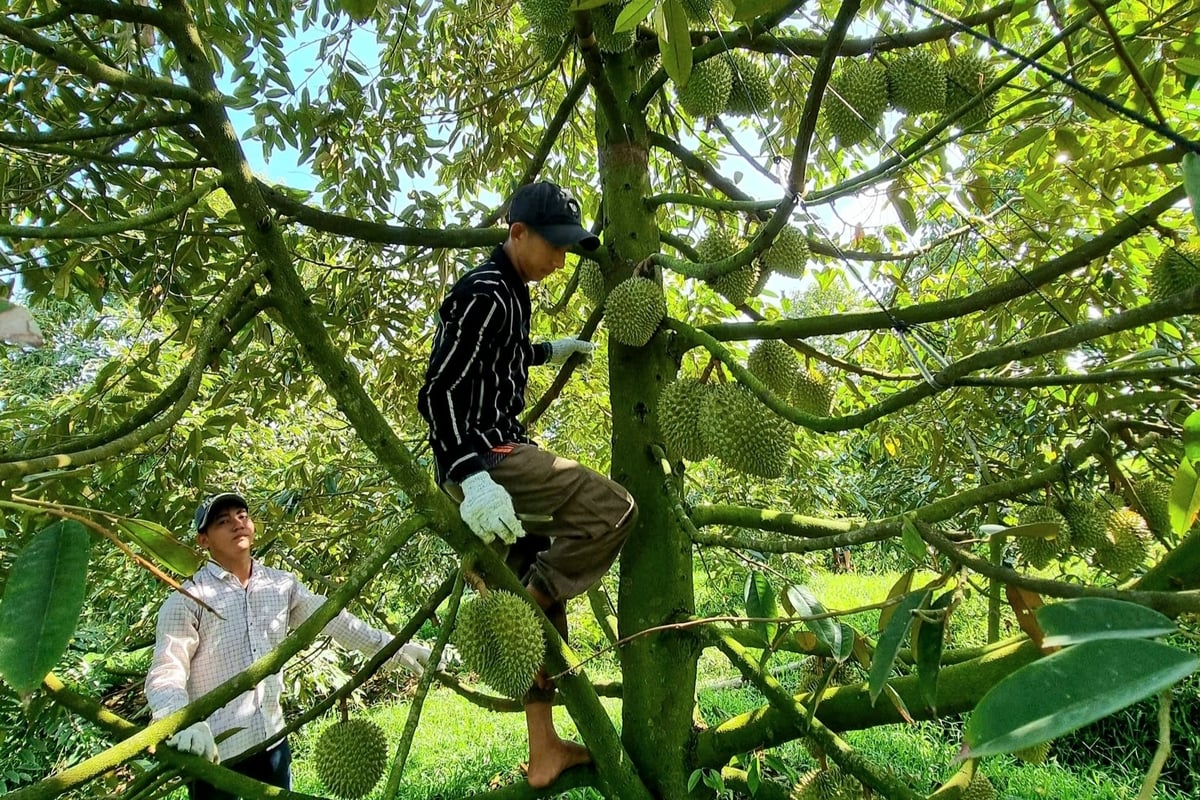 Nâng cao sức khỏe đất trồng sầu riêng là giải pháp thúc đẩy ngành phát triển bền vững. Ảnh: Kim Anh. Nâng cao sức khỏe đất trồng sầu riêng là giải pháp thúc đẩy ngành phát triển bền vững. Ảnh: Kim Anh.