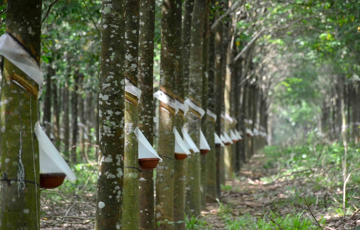 Một vườn cao su của Donaruco. Ảnh: Sơn Trang.