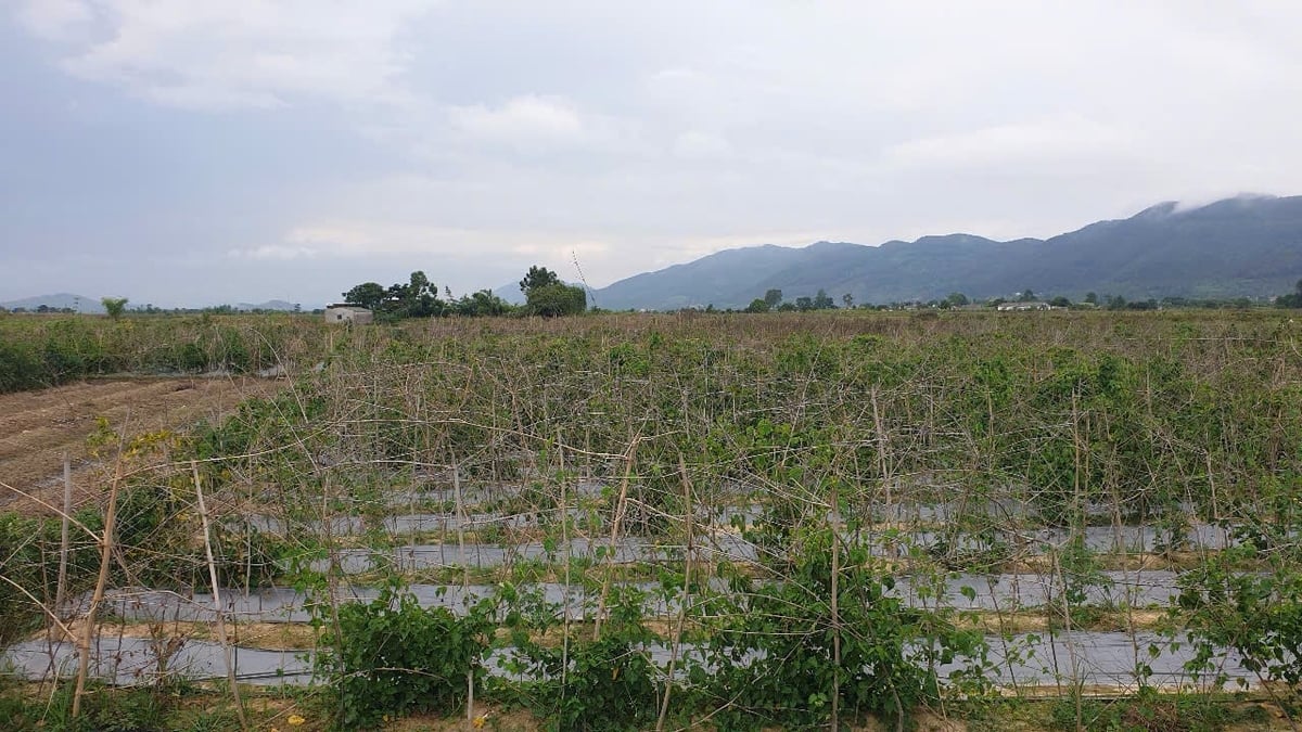 Toàn xã Đại Huệ có 70 ha trồng hoa thiên lý. Ảnh: Đình Tiệp. Toàn xã Đại Huệ có 70 ha trồng hoa thiên lý. Ảnh: Đình Tiệp.