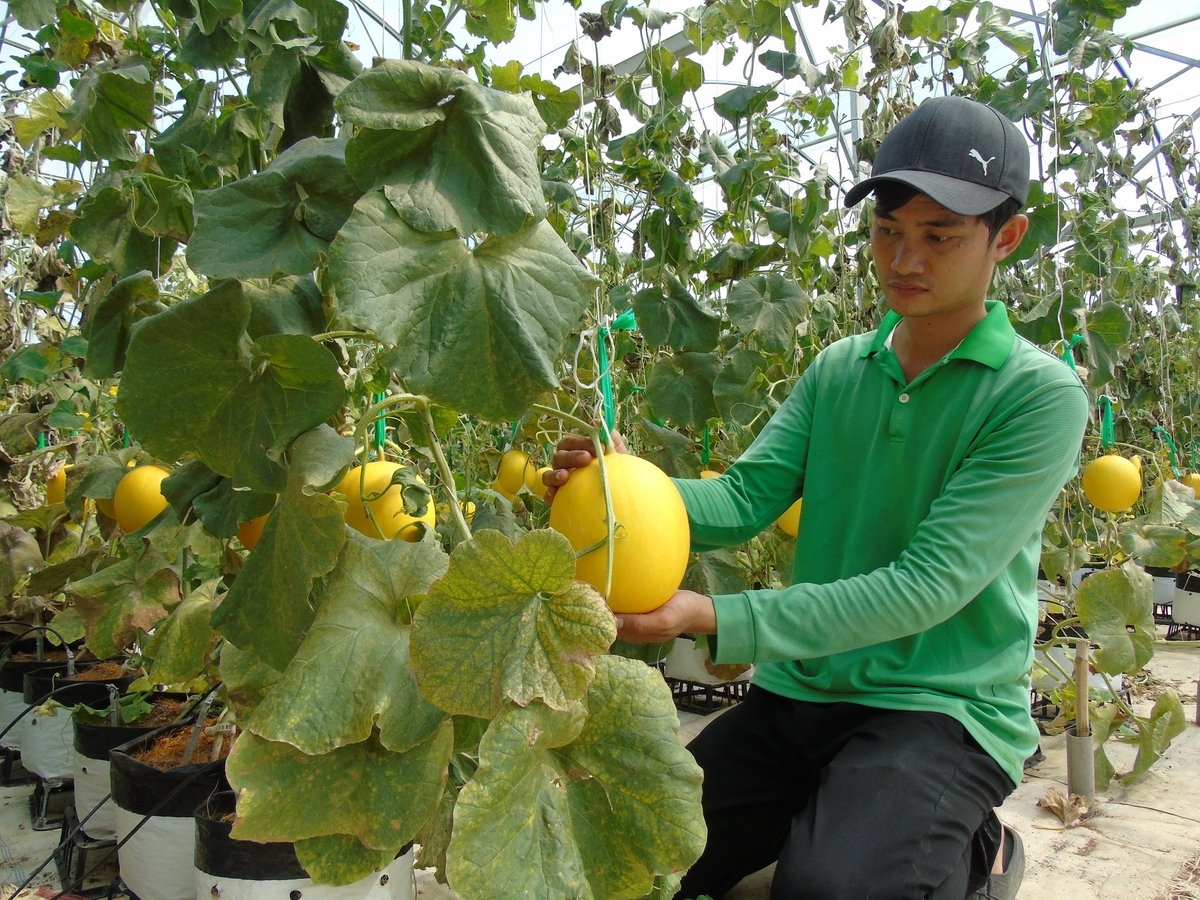 Trồng dưa lưới công nghệ cao cho giá trị sản xuất đạt hơn 1 tỉ đồng/ha/năm. Ảnh: Nguyễn Cơ. Trồng dưa lưới công nghệ cao cho giá trị sản xuất đạt hơn 1 tỉ đồng/ha/năm. Ảnh: Nguyễn Cơ.