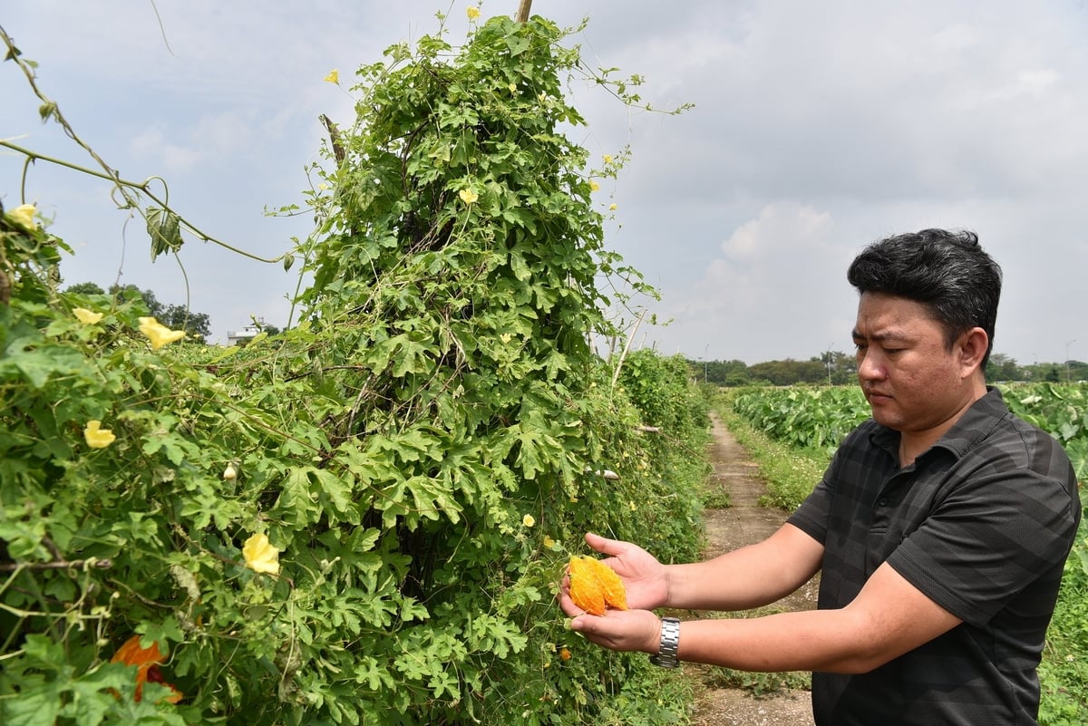 Thạc sĩ Đới Hồng Hạnh bên những quả mướp đắng rừng Đia đã chín. Ảnh: Dương Đình Tường. Thạc sĩ Đới Hồng Hạnh bên những quả mướp đắng rừng Đia đã chín. Ảnh: Dương Đình Tường.