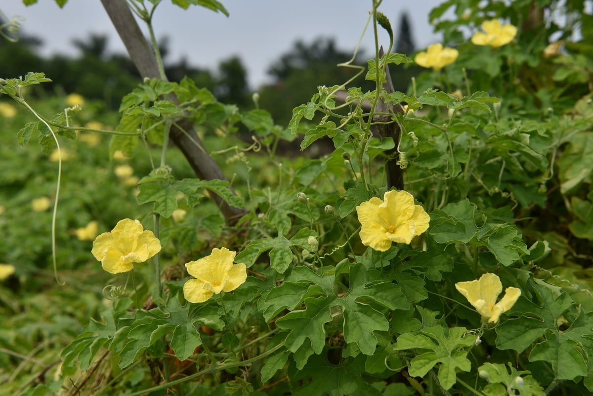 Hoa mướp đắng rừng Đia. Ảnh: Dương Đình Tường. Hoa mướp đắng rừng Đia. Ảnh: Dương Đình Tường.