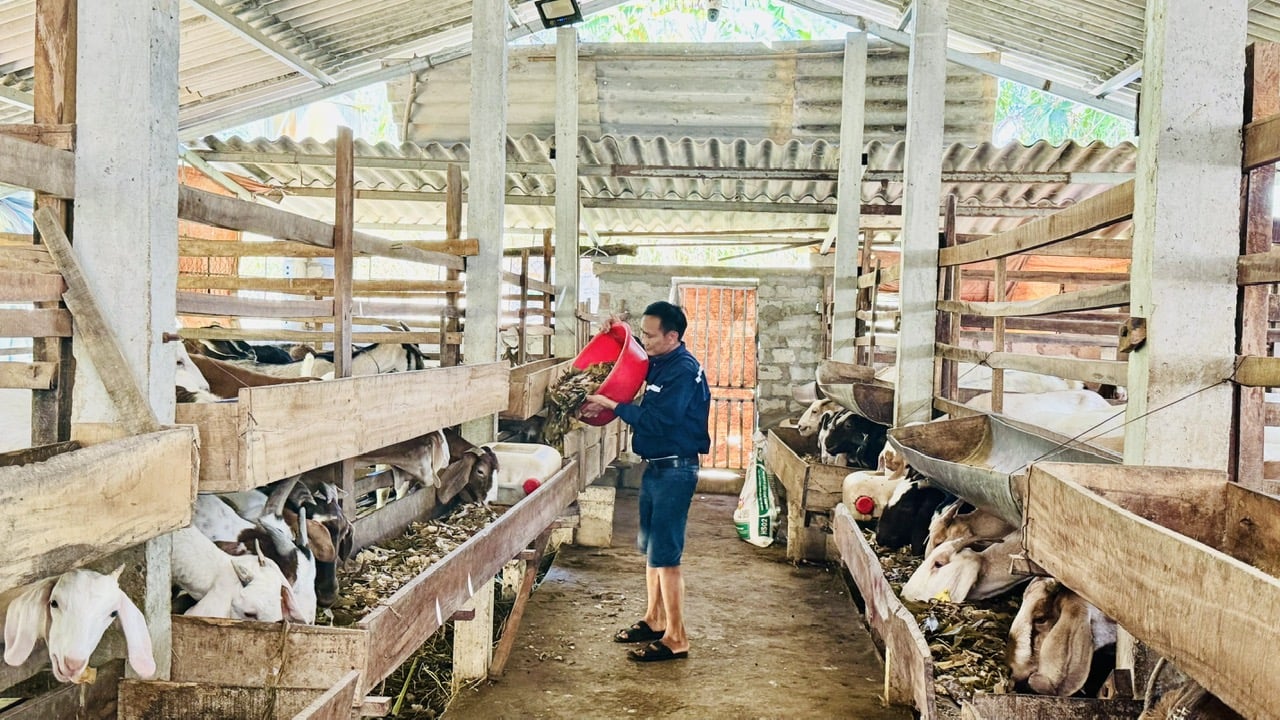 Nuôi dê nhốt chuồng giúp giải quyết được vấn đề diện tích chăn thả ngày càng thu hẹp, thuận lợi quản lý toàn bộ quá trình nuôi. Ảnh: Ánh Nguyệt. Nuôi dê nhốt chuồng giúp giải quyết được vấn đề diện tích chăn thả ngày càng thu hẹp, thuận lợi quản lý toàn bộ quá trình nuôi. Ảnh: Ánh Nguyệt.