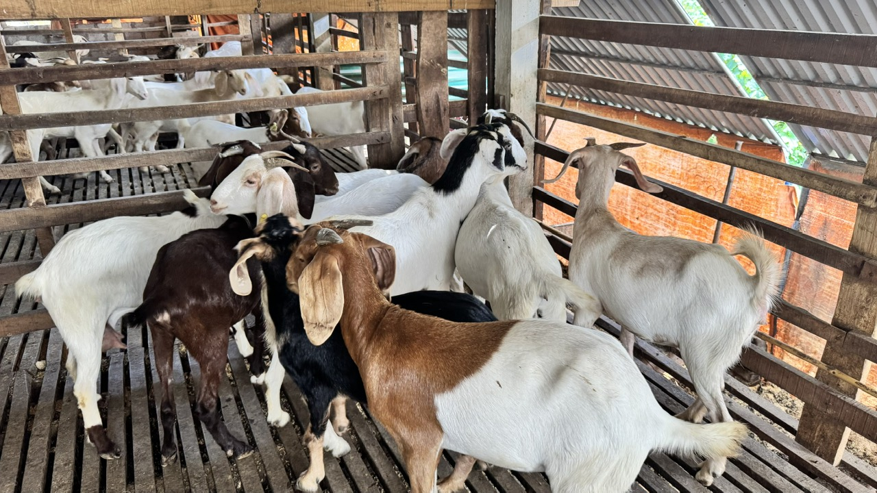 Giống dê Boer lớn nhanh, khối lượng lớn, khỏe mạnh hơn dê cỏ thông thường, phù hợp với nuôi thương phẩm. Ảnh: Ánh Nguyệt. Giống dê Boer lớn nhanh, khối lượng lớn, khỏe mạnh hơn dê cỏ thông thường, phù hợp với nuôi thương phẩm. Ảnh: Ánh Nguyệt.