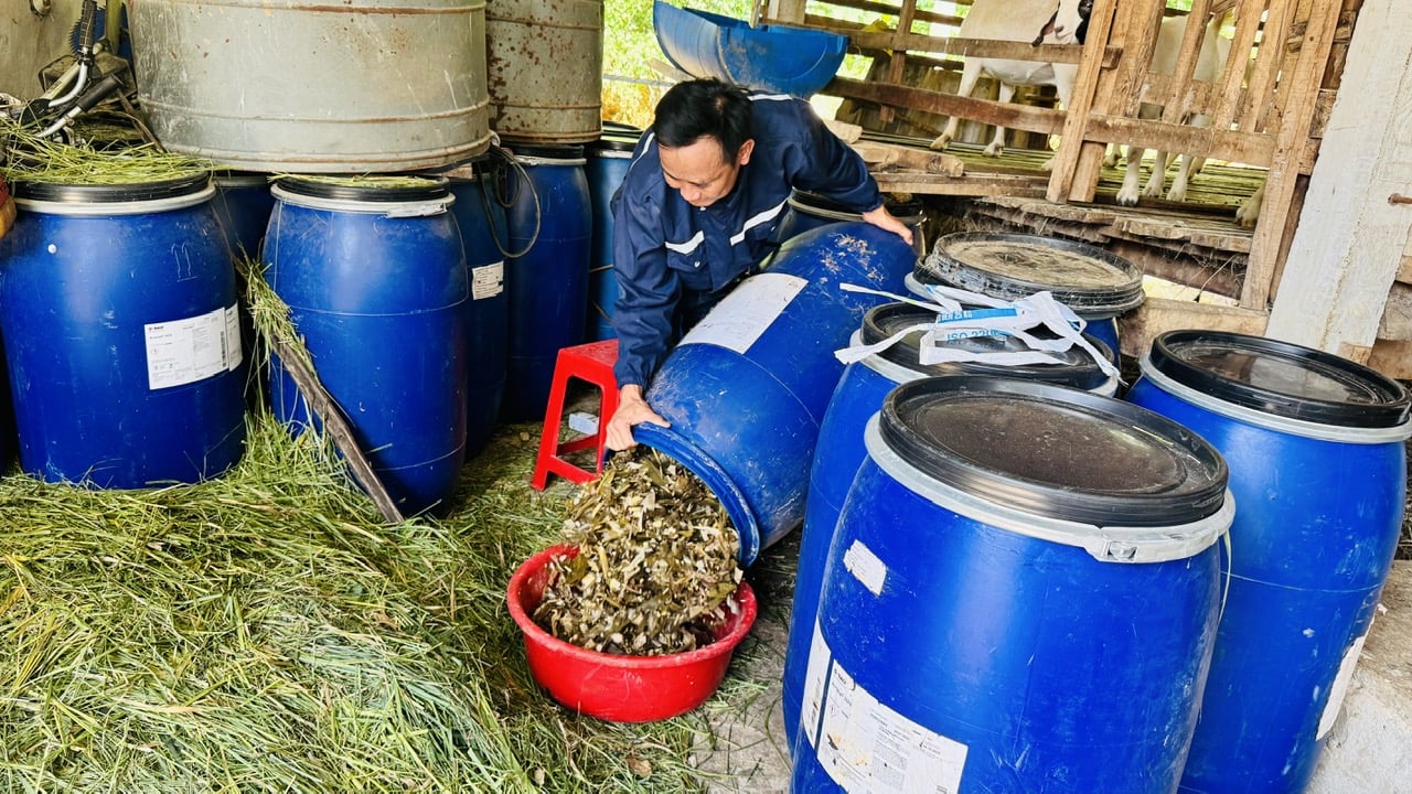 Thức ăn như ngô, cỏ được ủ chua để bổ sung dinh dưỡng, nâng cao chất lượng thịt, tăng khả năng kháng bệnh cho dê, nhất là trong mùa nắng nóng. Ảnh: Ánh Nguyệt. Thức ăn như ngô, cỏ được ủ chua để bổ sung dinh dưỡng, nâng cao chất lượng thịt, tăng khả năng kháng bệnh cho dê, nhất là trong mùa nắng nóng. Ảnh: Ánh Nguyệt.