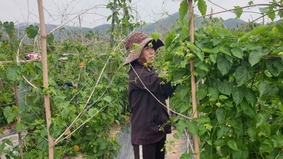 Người dân xã Đại Huệ thu hoạch hoa thiên lý. Ảnh: Đình Tiệp. Người dân xã Đại Huệ thu hoạch hoa thiên lý. Ảnh: Đình Tiệp.