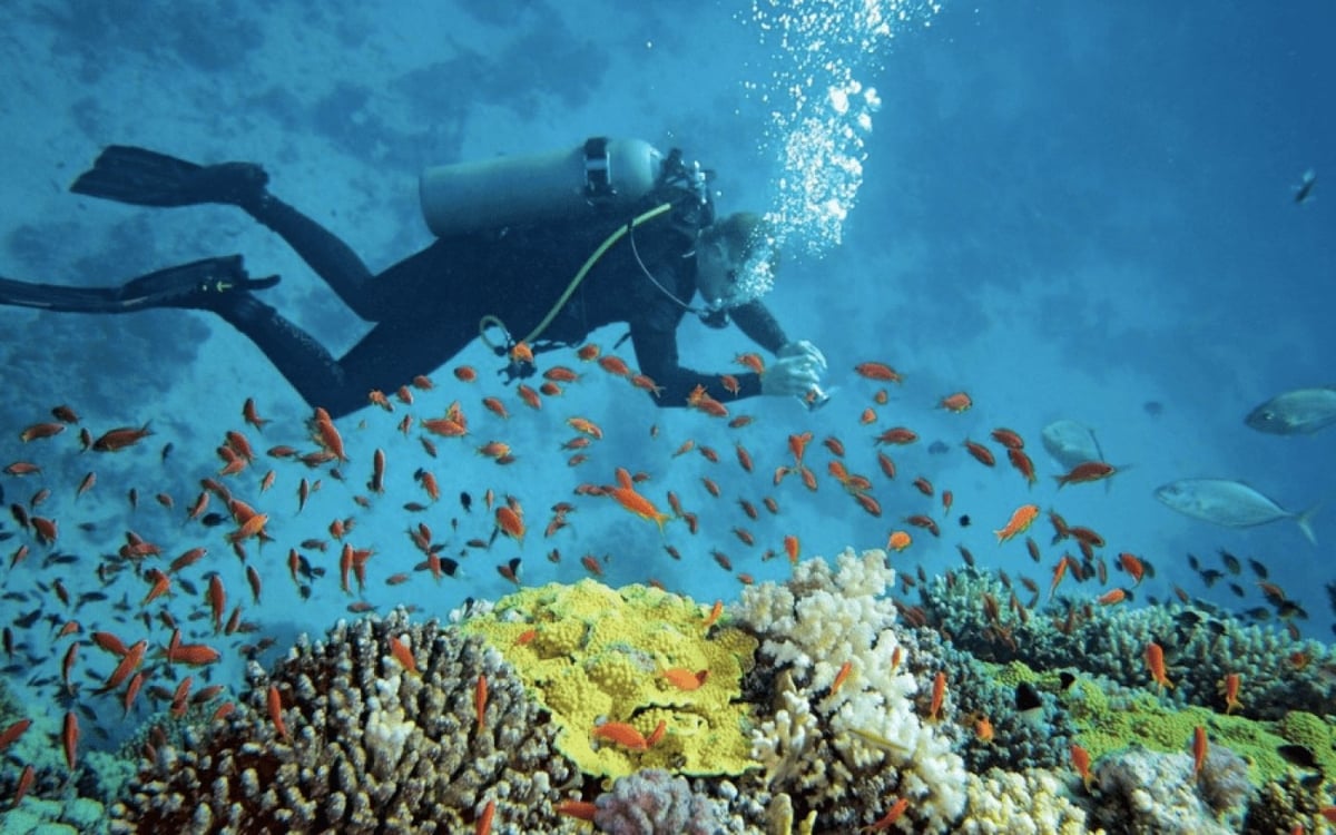 San hô vịnh Nha Trang mất gần 200 ha, ảnh hưởng lớn đến du lịch biển. Ảnh: Minh Hoàng. San hô vịnh Nha Trang mất gần 200 ha, ảnh hưởng lớn đến du lịch biển. Ảnh: Minh Hoàng.