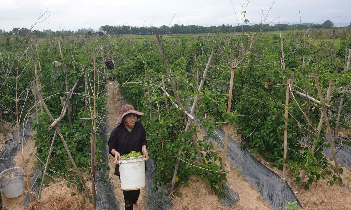 Nông dân Đại Huệ thu tiền triệu mỗi ngày từ hoa thiên lý. Ảnh: Đình Tiệp. Nông dân Đại Huệ thu tiền triệu mỗi ngày từ hoa thiên lý. Ảnh: Đình Tiệp.