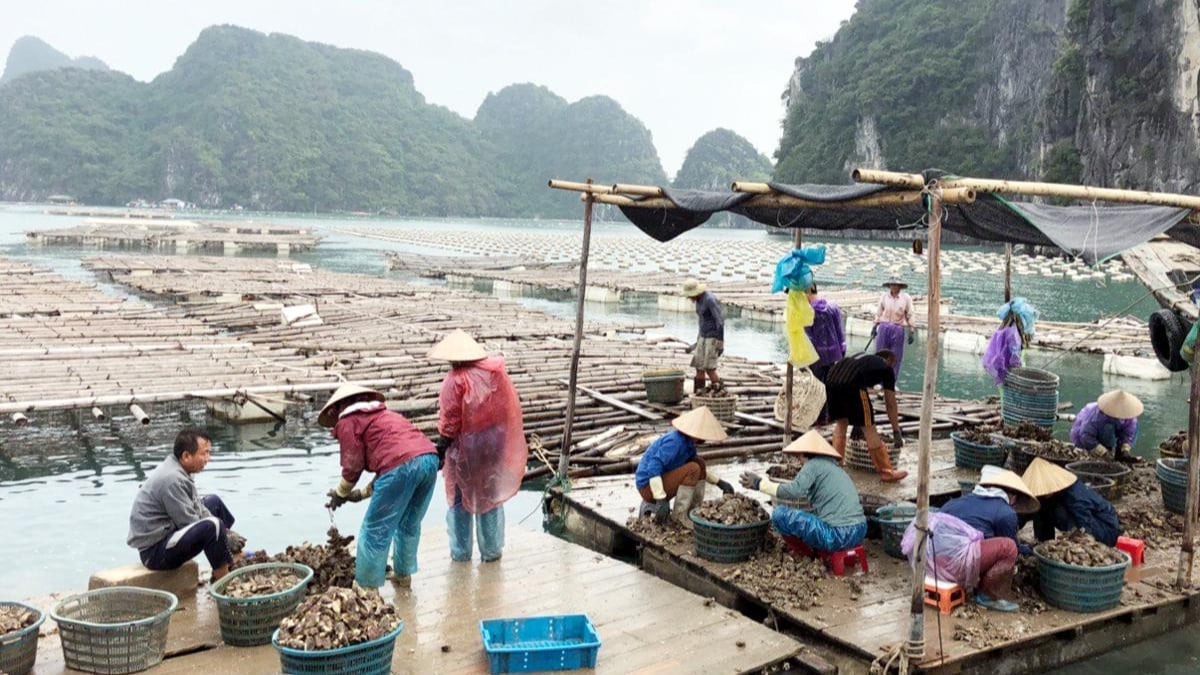 Ngư dân nuôi hàu ở Vân Đồn (Quảng Ninh). Ảnh: Minh Hoàng. Ngư dân nuôi hàu ở Vân Đồn (Quảng Ninh). Ảnh: Minh Hoàng.