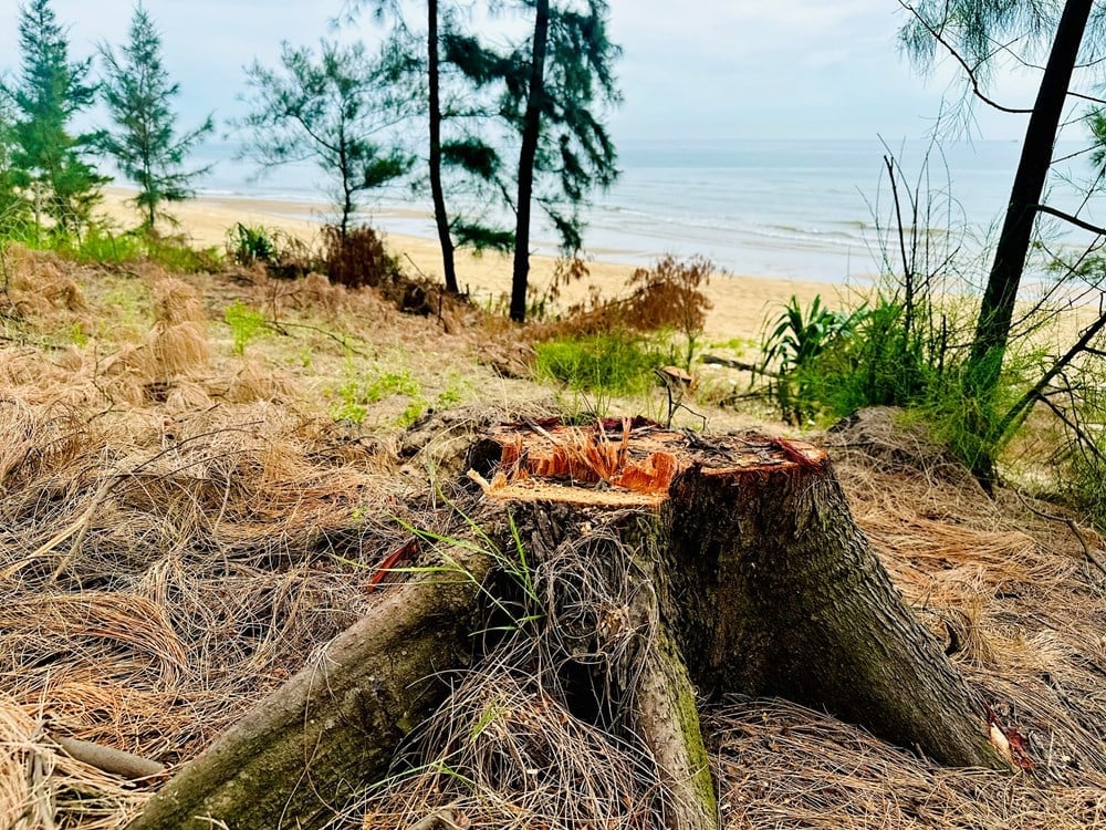Thời gian qua người dân xã Thạch Khê khai thác rừng phòng hộ phi lao ven biển trái quy định pháp luật. Ảnh: Gia Hưng. Thời gian qua người dân xã Thạch Khê khai thác rừng phòng hộ phi lao ven biển trái quy định pháp luật. Ảnh: Gia Hưng.