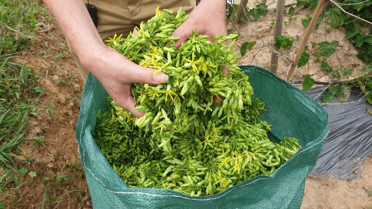 Thương lái đến tận ruộng thu mua hoa thiên lý. Ảnh: Đình Tiệp. Thương lái đến tận ruộng thu mua hoa thiên lý. Ảnh: Đình Tiệp.