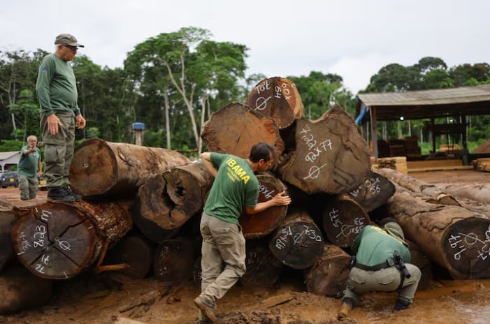 Officials from Brazil’s environmental protection agency Ibama inspect logs from the Amazon rainforest at a sawmill during an operation to combat deforestation, in Porto Velho, Brazil February 8, 2025. Photo: REUTERS/Ueslei Marcelino.