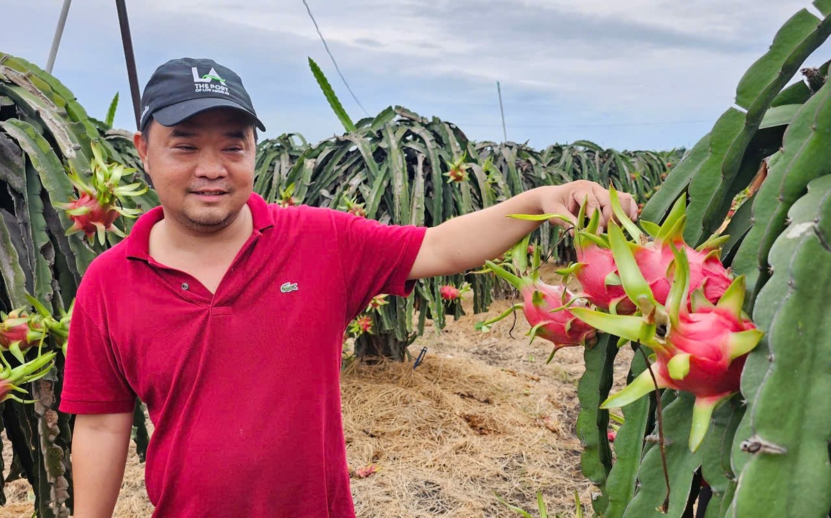 Mr. Thang tends to his dragon fruit garden. Photo: Kim So.