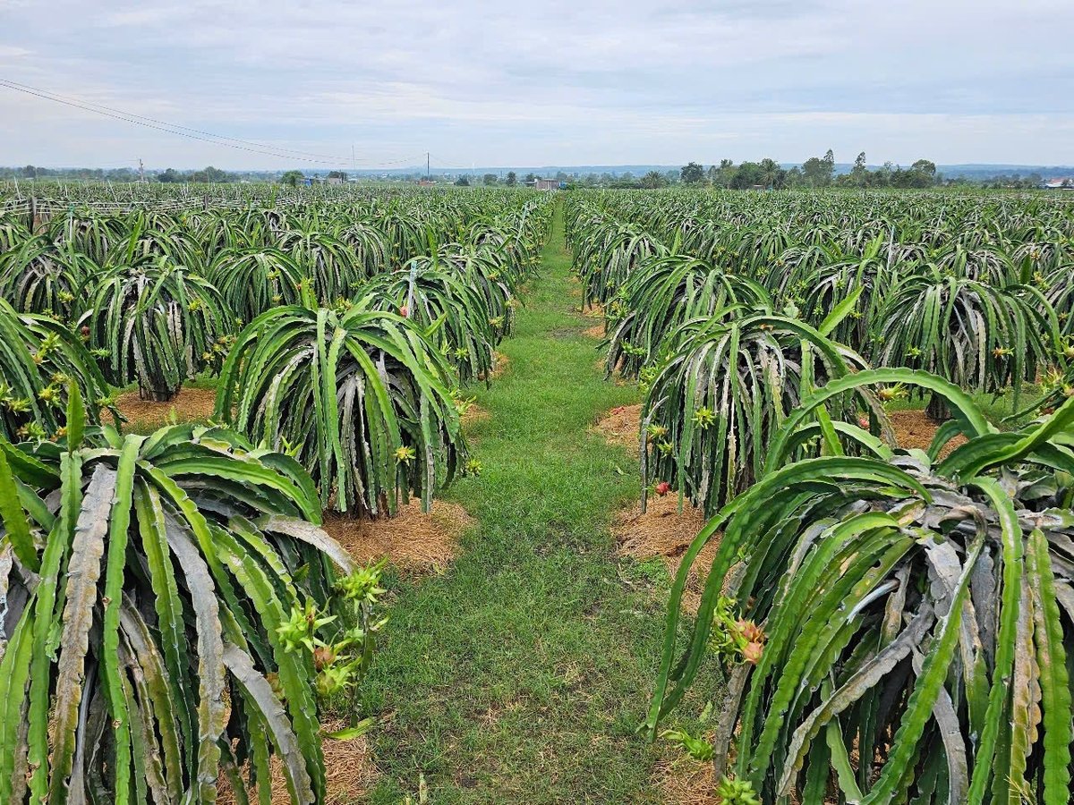 Mr. Thang’s dragon fruit farm. Photo: Kim So.