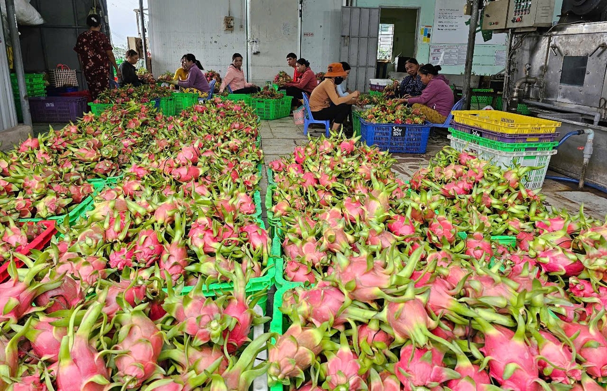 The price of GlobalGAP-certified dragon fruit has remained consistently stable and high. Photo: Kim So.