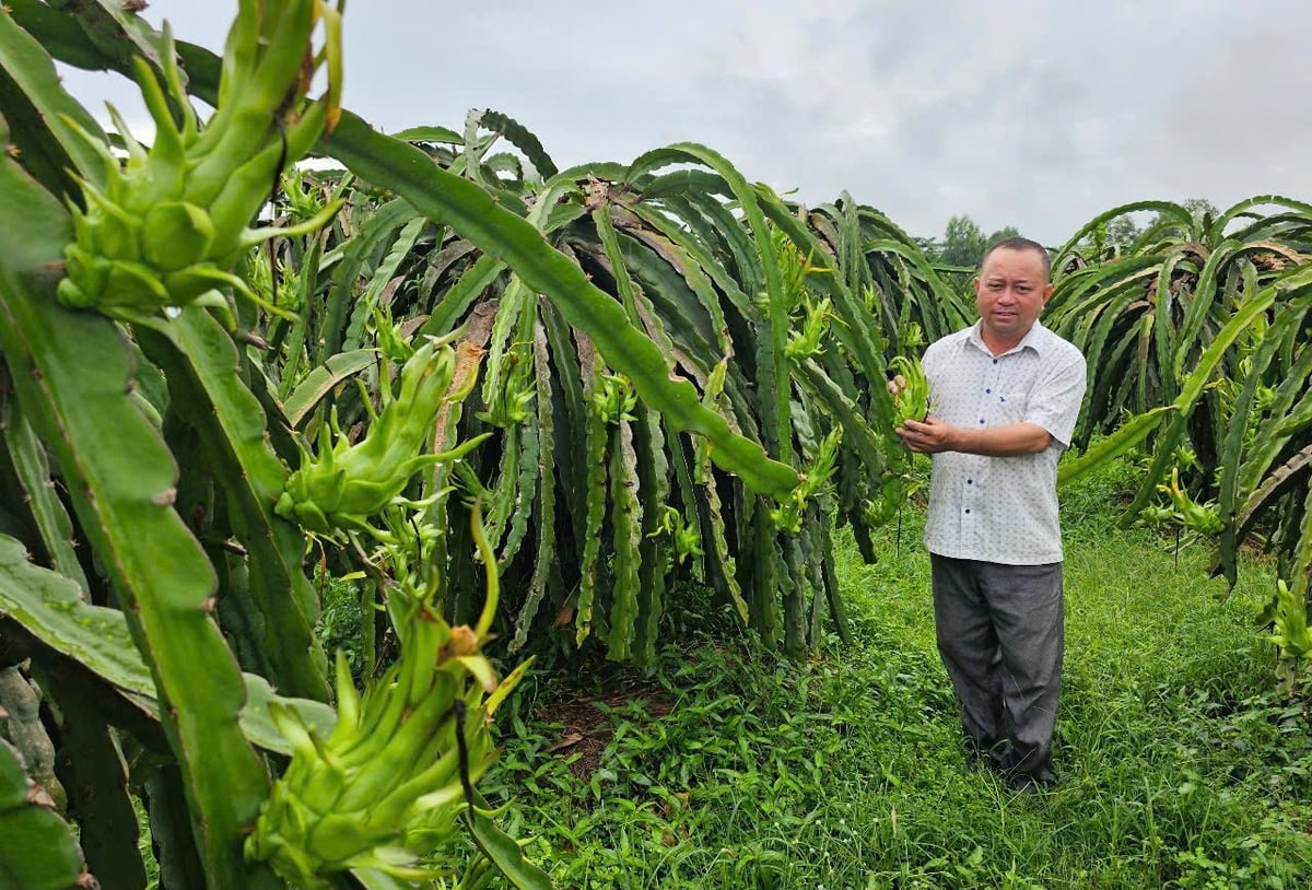 Mr. Thanh shared that he has been persistently producing GlobalGAP-certified dragon fruit. Photo: Kim So.