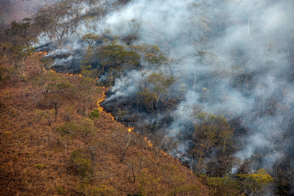 Wildfires adversely affect biodiversity, ecological services, human well-being and national economies.
