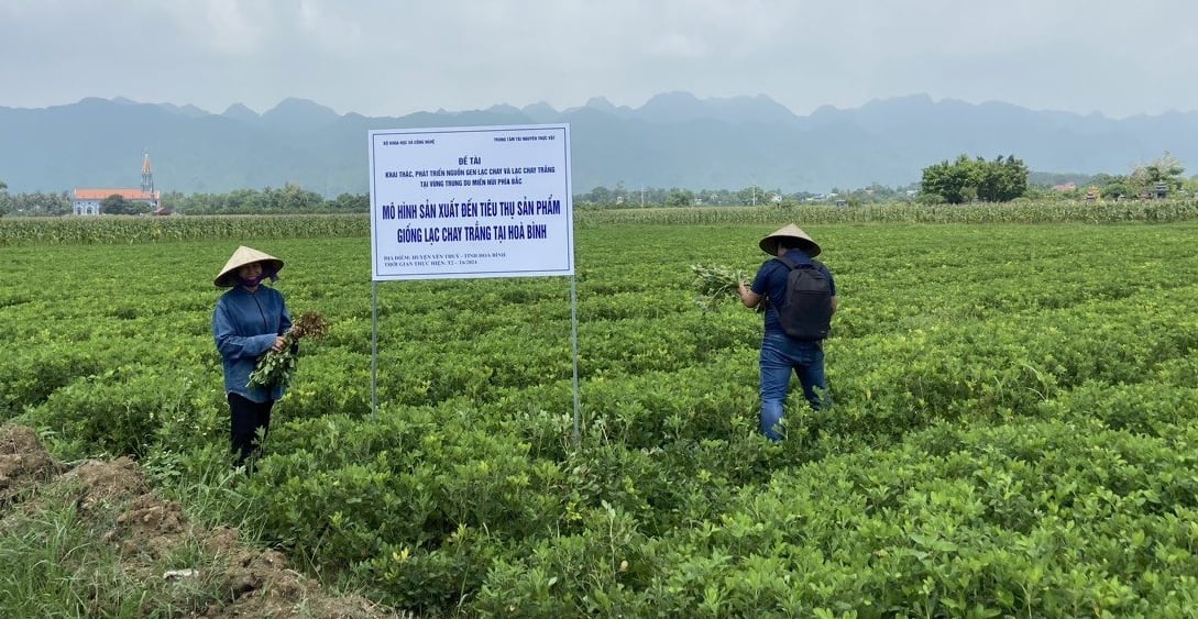 Mô hình trồng lạc Chay trắng tại Hòa Bình (cũ). Ảnh: DĐT. Mô hình trồng lạc Chay trắng tại Hòa Bình (cũ). Ảnh: DĐT.
