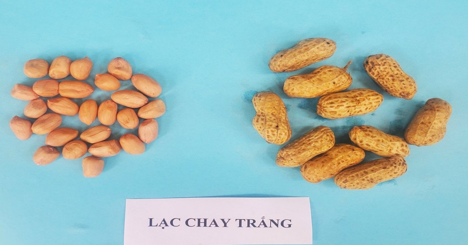 Cận cảnh củ và hạt lạc Chay trắng. Ảnh: DĐT. Cận cảnh củ và hạt lạc Chay trắng. Ảnh: DĐT.