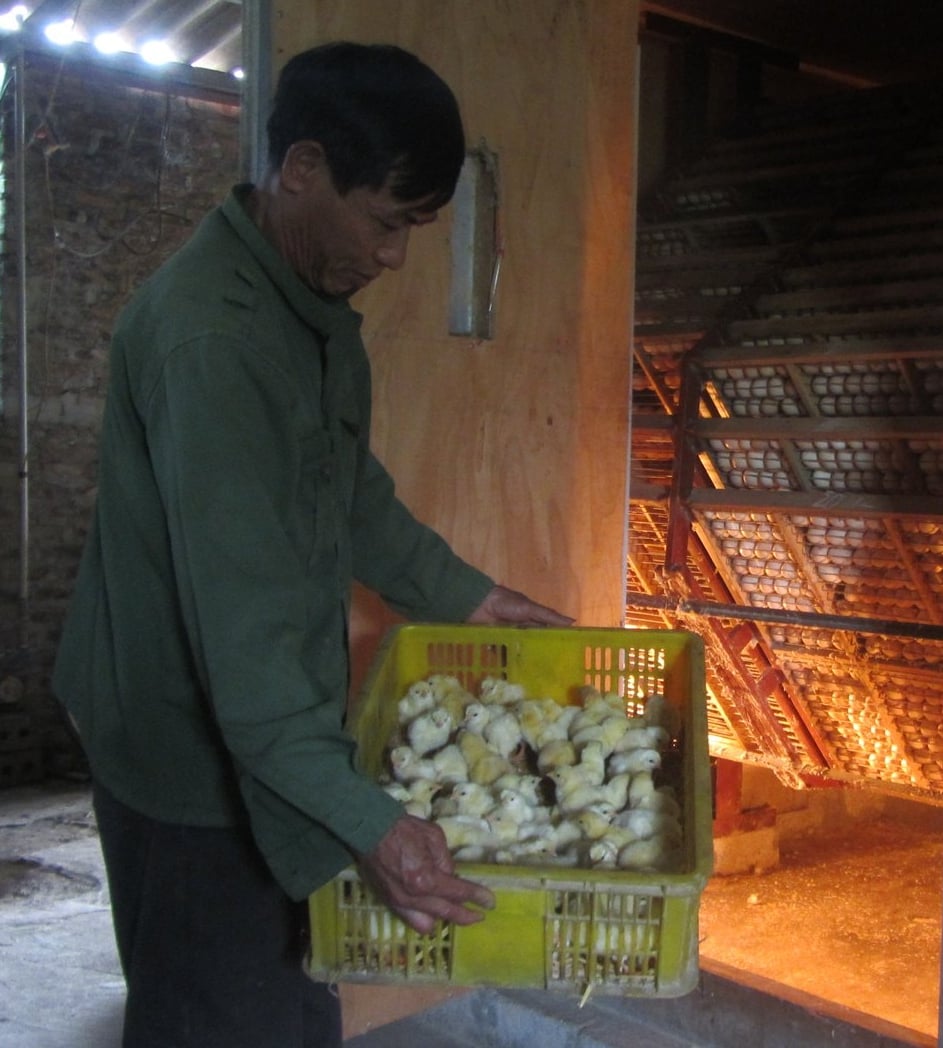 Gà giống lai Đông Tảo vừa ấp nở. Ảnh: Hải Tiến. Gà giống lai Đông Tảo vừa ấp nở. Ảnh: Hải Tiến.