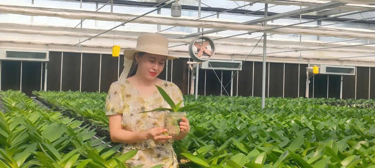 Nhờ chủ động điều chỉnh được tiểu khí hậu trong nhà màng, lan hồ điệp có thể trồng quanh năm. Ảnh: Hà Trần. Nhờ chủ động điều chỉnh được tiểu khí hậu trong nhà màng, lan hồ điệp có thể trồng quanh năm. Ảnh: Hà Trần.