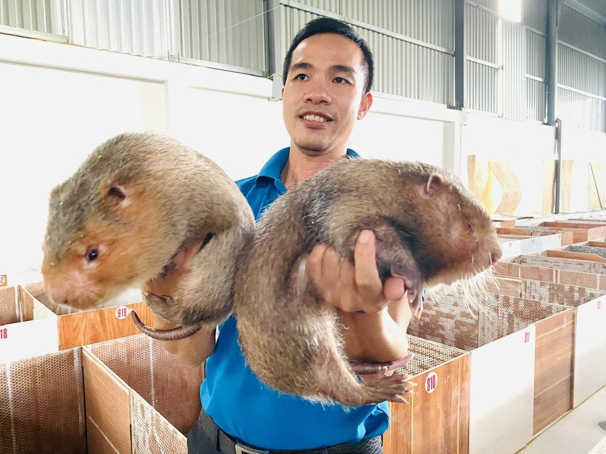 Theo anh Thành, mô hình nuôi các loài động vật hoang dã này rất dễ nuôi, lợi nhuận cao, mô hình còn được đánh giá là thân thiện với môi trường. Ảnh: Lê Hoàng Vũ. Theo anh Thành, mô hình nuôi các loài động vật hoang dã này rất dễ nuôi, lợi nhuận cao, mô hình còn được đánh giá là thân thiện với môi trường. Ảnh: Lê Hoàng Vũ.