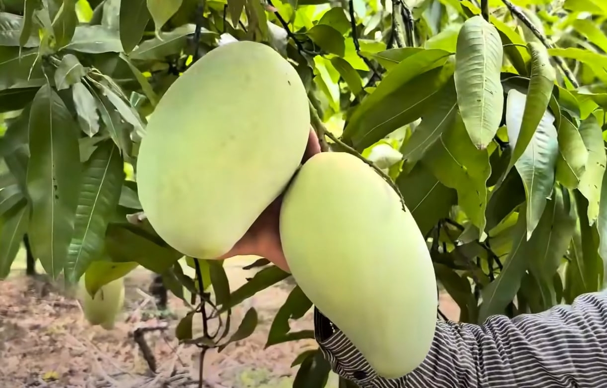Công nghệ hiện nay có thể kéo dài thời gian bảo quản trái xoài sau thu hoạch tới 30-40 ngày. Ảnh: Nguyễn Thủy. Công nghệ hiện nay có thể kéo dài thời gian bảo quản trái xoài sau thu hoạch tới 30-40 ngày. Ảnh: Nguyễn Thủy.