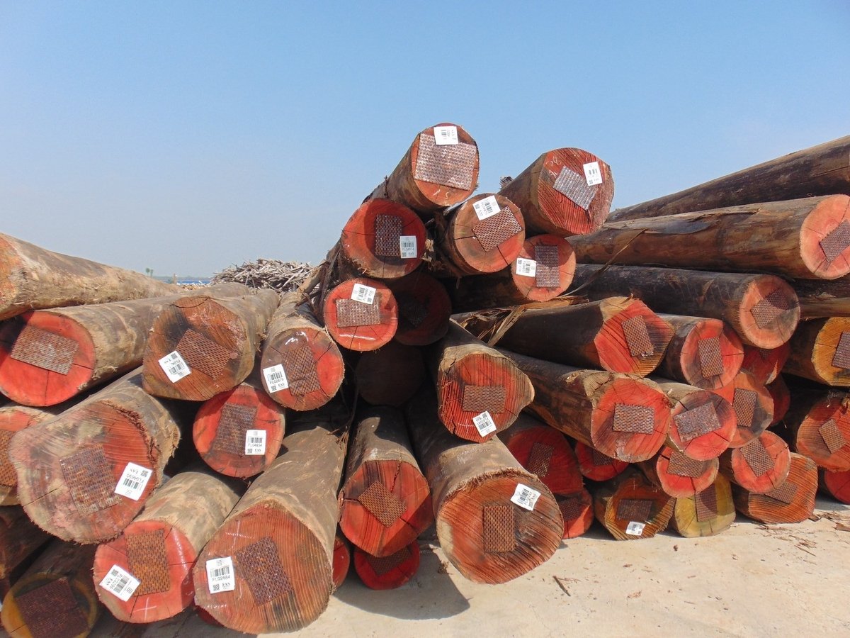 Bộ Nông nghiệp và Môi trường công bố danh mục 919 loài gỗ đã nhập khẩu vào Việt Nam. Ảnh minh họa. Bộ Nông nghiệp và Môi trường công bố danh mục 919 loài gỗ đã nhập khẩu vào Việt Nam. Ảnh minh họa.