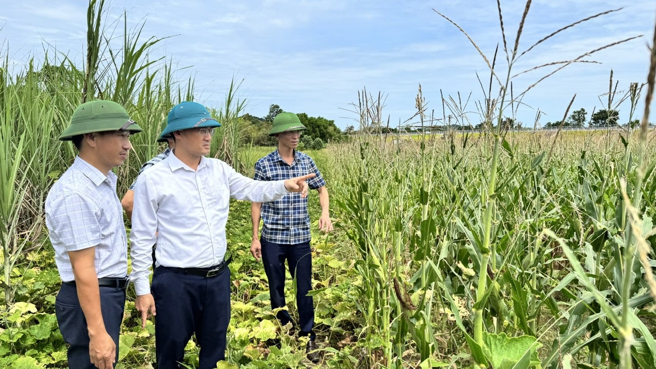 Ông Nguyễn Thanh Hải, Phó Giám đốc Sở Nông nghiệp và Môi trường Hà Tĩnh kiểm tra thiệt hại do châu chấu tre gây ra tại xã Cẩm Hưng. Ảnh: Ánh Nguyệt. Ông Nguyễn Thanh Hải, Phó Giám đốc Sở Nông nghiệp và Môi trường Hà Tĩnh kiểm tra thiệt hại do châu chấu tre gây ra tại xã Cẩm Hưng. Ảnh: Ánh Nguyệt.