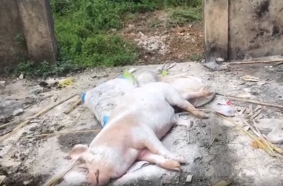 Xác lợn chết có nguy cơ làm phát sinh, lây lan dịch bệnh chuẩn bị được mang đi tiêu hủy. Ảnh: Quốc Toản. Xác lợn chết có nguy cơ làm phát sinh, lây lan dịch bệnh chuẩn bị được mang đi tiêu hủy. Ảnh: Quốc Toản.