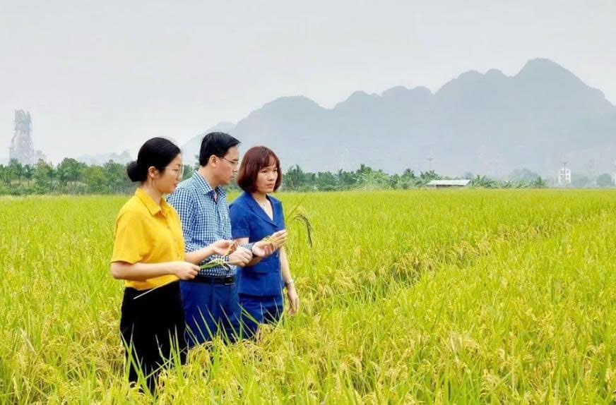 Hà Nội nghiên cứu, sản xuất giống lúa mới mang thương hiệu Thủ đô. Ảnh minh họa. Hà Nội nghiên cứu, sản xuất giống lúa mới mang thương hiệu Thủ đô. Ảnh minh họa.
