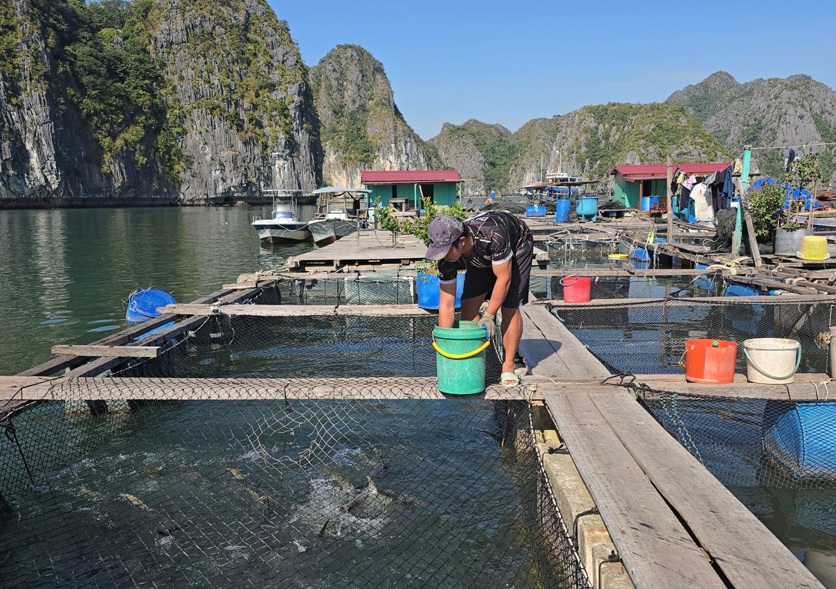 Hải Phòng có lợi thế về phát triển nuôi trồng thủy sản trên biển. Ảnh: Đinh Mười. Hải Phòng có lợi thế về phát triển nuôi trồng thủy sản trên biển. Ảnh: Đinh Mười.