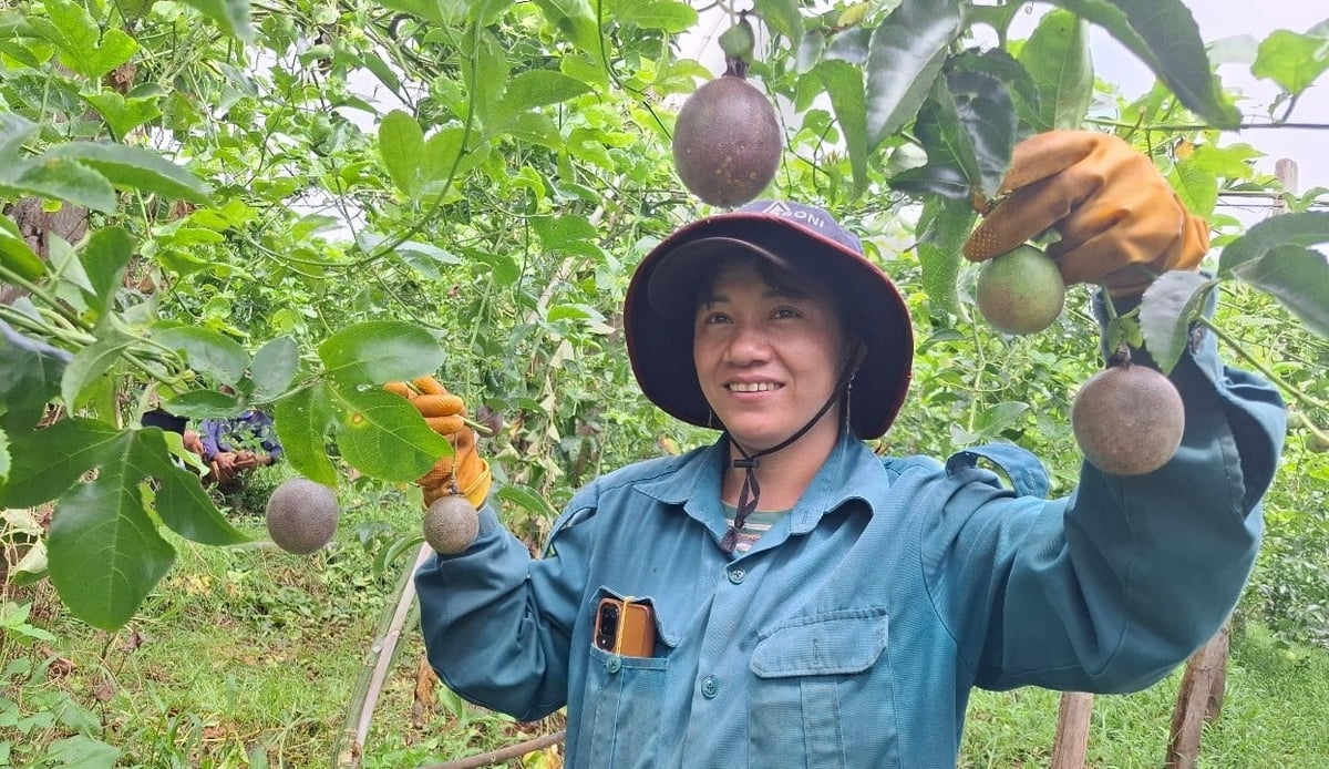Chanh dây được người dân xã Ia Lâu trồng theo hướng hữu cơ từ những vụ đầu tiên. Ảnh: Đăng Lâm. 