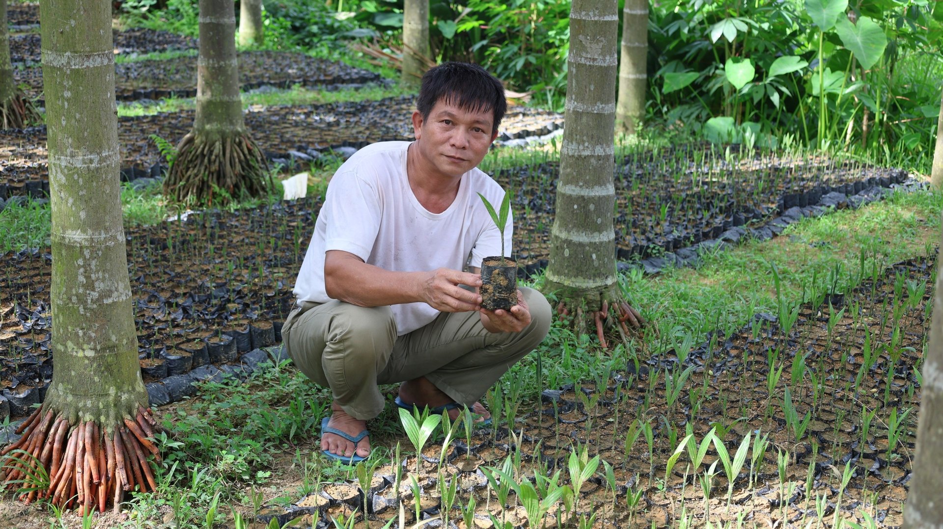 Mỗi năm ông Dũng bán ra thị trường 30.000 cây cau giống. Ảnh: Thanh Tâm. Mỗi năm ông Dũng bán ra thị trường 30.000 cây cau giống. Ảnh: Thanh Tâm.
