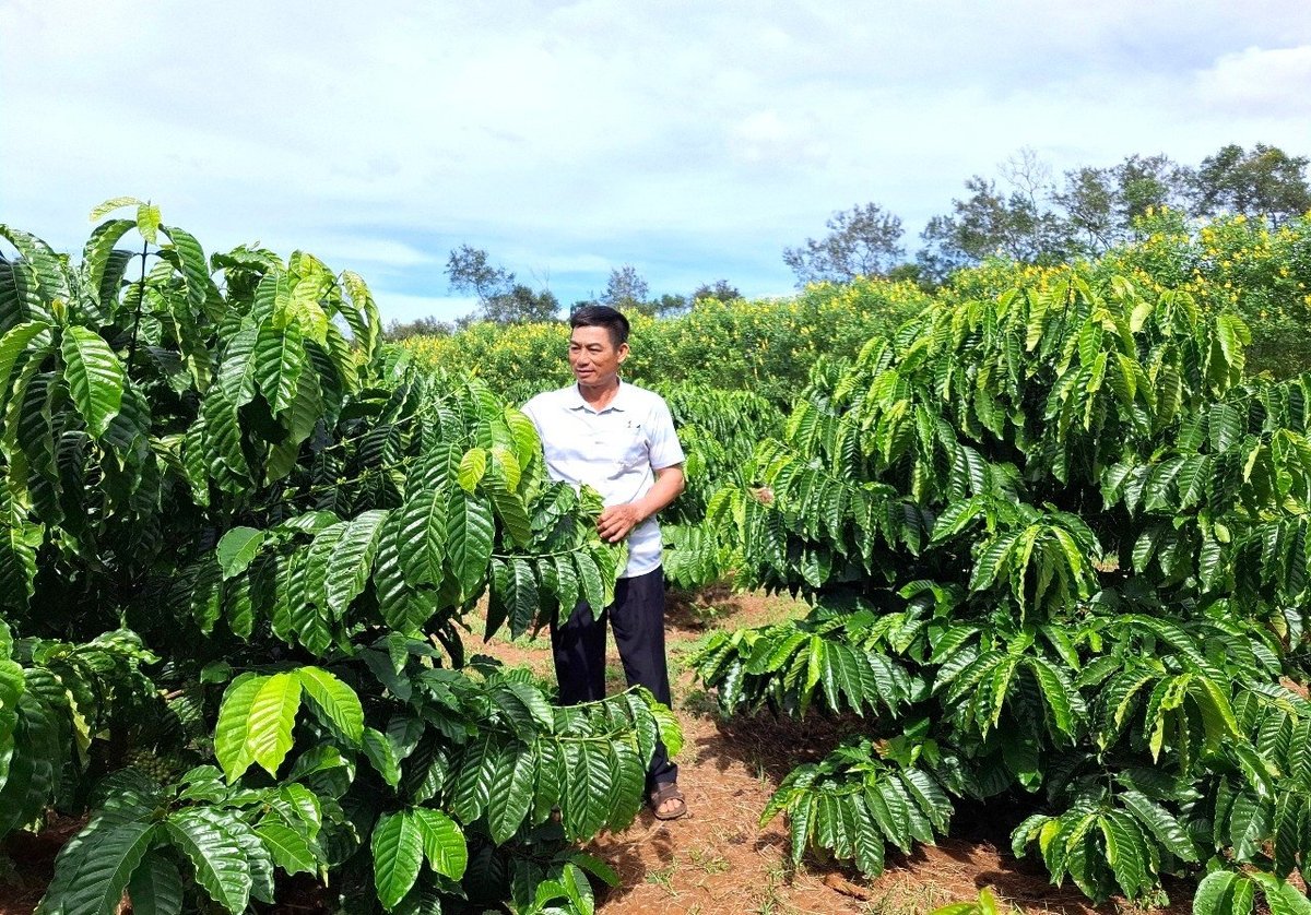 Vườn cà phê của HTX Nông nghiệp và Dịch vụ Lam Anh được chăm sóc theo hướng hữu cơ. Ảnh: Đăng Lâm. 
